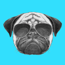 Hand Drawn Portrait Of Pug Dog With Sunglasses. Vector Isolated Elements.