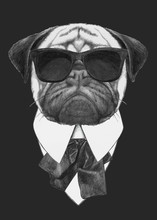 Hand Drawn Fashion Illustration Of Pug Dog With Sunglasses. Vector Isolated Elements.