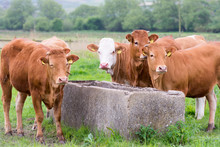 Brown Cows At A Water Trough In A Field