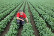 © sima - Farmer or agronomist in soy field examine plant