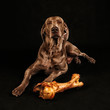 Pies - wyżeł weimarski - weimaraner i kość