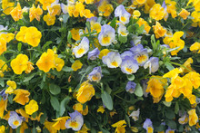 Yellow And Blue Or Purple Pansy Flowers Closeup Full Frame Background.
