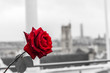 Red rose over Paris background from the terrace of Centre Pompidou