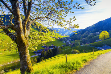 Wall Mural - Scenic panorama with sunset in hilly summer valley in Germany, Muenstertal, Schwarzwald