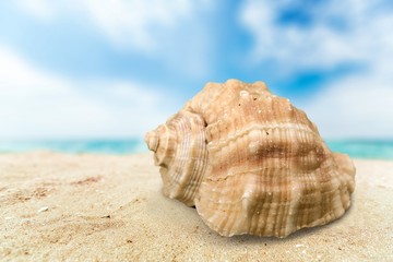 Wall Mural - Seashell, white, aquarium.