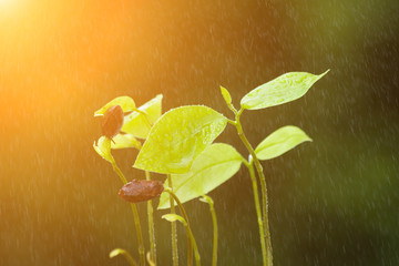 Canvas Print - Seedlings with a light morning and rain.