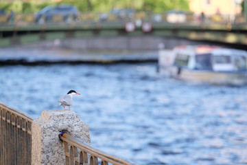 Wall Mural - Bird sits on a parapet on a river embankment