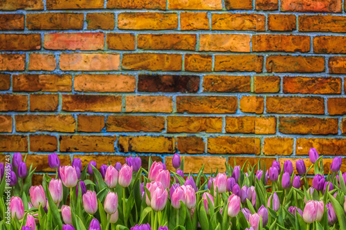 Naklejka - mata magnetyczna na lodówkę Tulip on vintage brick background and space