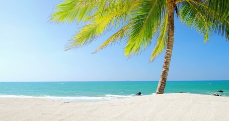 Wall Mural - Green leaves of palmtree, white sand beach and clear blue sky on exotic island