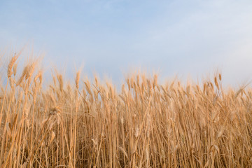 Naklejka na meble Apulia