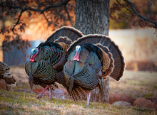 Two Male Tom Turkeys In Full Colorful Feather Display