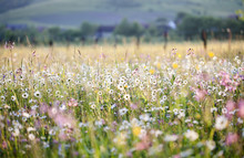 Summer Meadow Full With Daisies After Rain