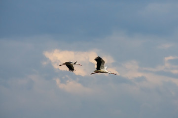 Two stork flying in the sky