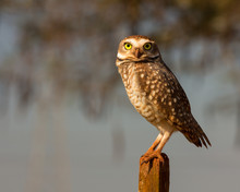 Owl Observer