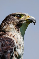 Aufkleber - Close up head portrait of a pere saker falcon hybrid against a natural blue sky background in an upright vertical format.
