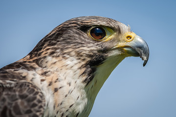 Aufkleber - Close up head portrait of a pere saker falcon hybrid against a natural blue sky background.
