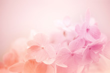 Sweet Color Hydrangea In Soft And Blur Style For Background