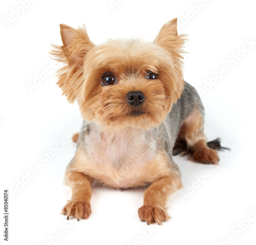 Yorkie With Short Haircut Buy This Stock Photo And Explore
