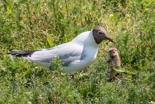 Black-headed Gull Feeding