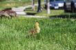 Canada gosling or baby chick walking in a field of grass among the residential area
