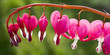 Tränende Herz, (Lamprocapnos spectabilis), auch Zweifarbige Herzblume, Herzerlstock, Flammendes Herz oder Marienherz genannt