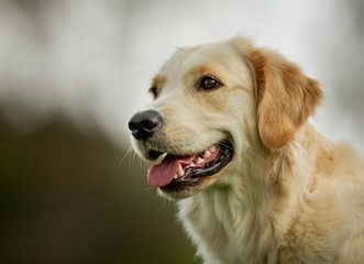 Sticker - Golden retriever dog on sunny day