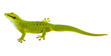 Phelsuma Madagascariensis - Gecko Isolated On White