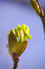 Canvas Print - Spring Bud