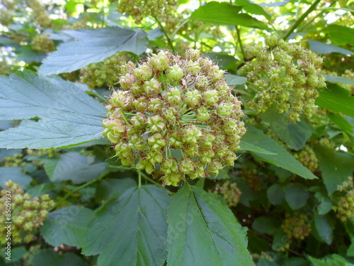 Pęcherznica Kalinolistna Tawułowiec Physocarpus Opulifolius Buy