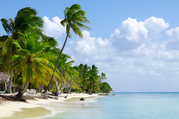 natürlicher Strand mit Palmen in der dominikanischen Republik