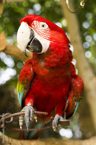 Roter Papagei Buy This Stock Photo And Explore Similar Images At Adobe Stock Adobe Stock