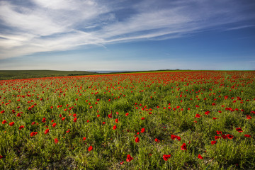 Wall Mural - poppy field with blue sky, polly joke, crantock, cornwall, uk