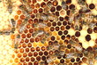pszczoły na plastrze miodu   