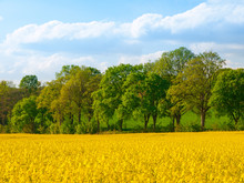 Field Of Rapeseed Plant With Country Road