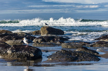 Tide Pool Area With Seagulls