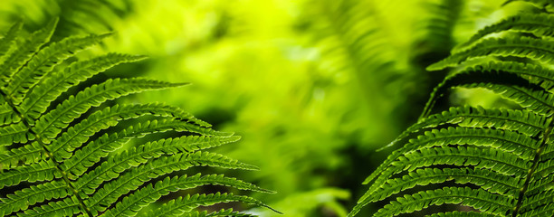 Poster - Green leaves of fern