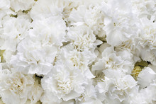 White Carnations Background