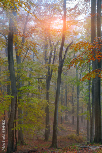 Naklejka na szybę Autumn forest in the mountains