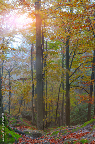 Naklejka na szybę Autumn forest in the mountains