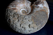 Ammonite  - suture line -