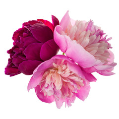 Fotomurales - Three peonies isolated