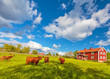 Highland cows and old farm houses in Smaland, Sweden