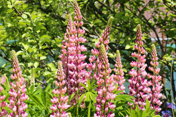 Wall Mural - wild lupine wildflowers in the garden grass summer autumn