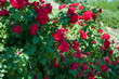 Цветение красных роз.