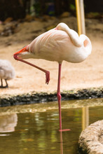 Sleeping Standing  Flamingo Bird