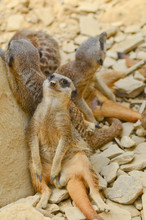 Meerkats Chilling Out