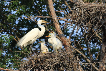 Wall Mural - Great Egret (Ardea alba) breeding in Japan