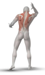 Sticker - 3D male figure with partial muscle map