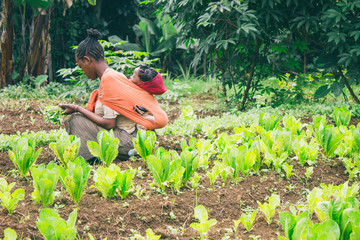 ethiopian farmer picking lettuce in a orchard in ethiopia