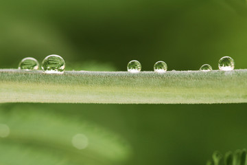 Canvas Print - Goutte de pluie